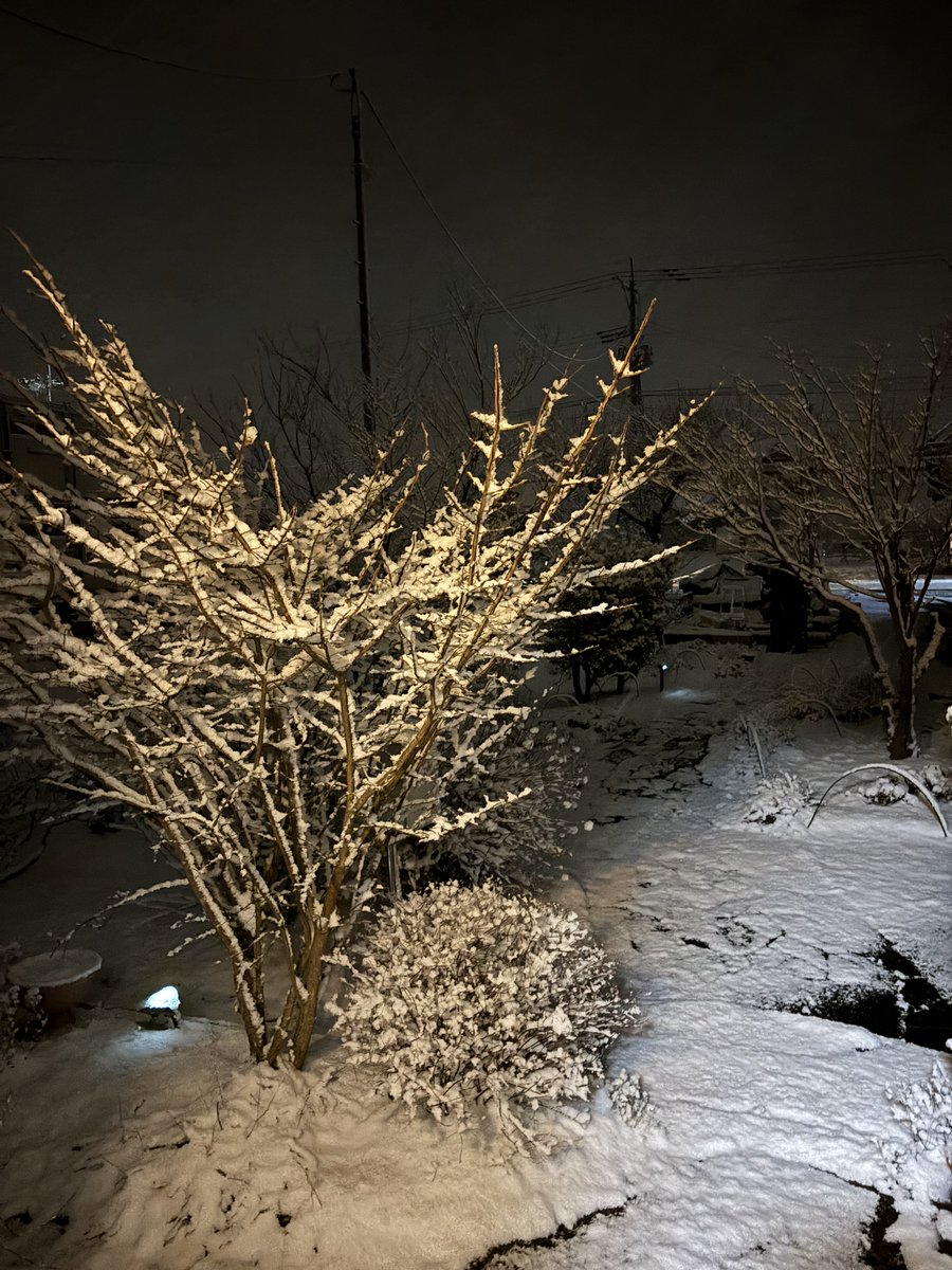 西区も積もり始めました
今も深々と降っています
