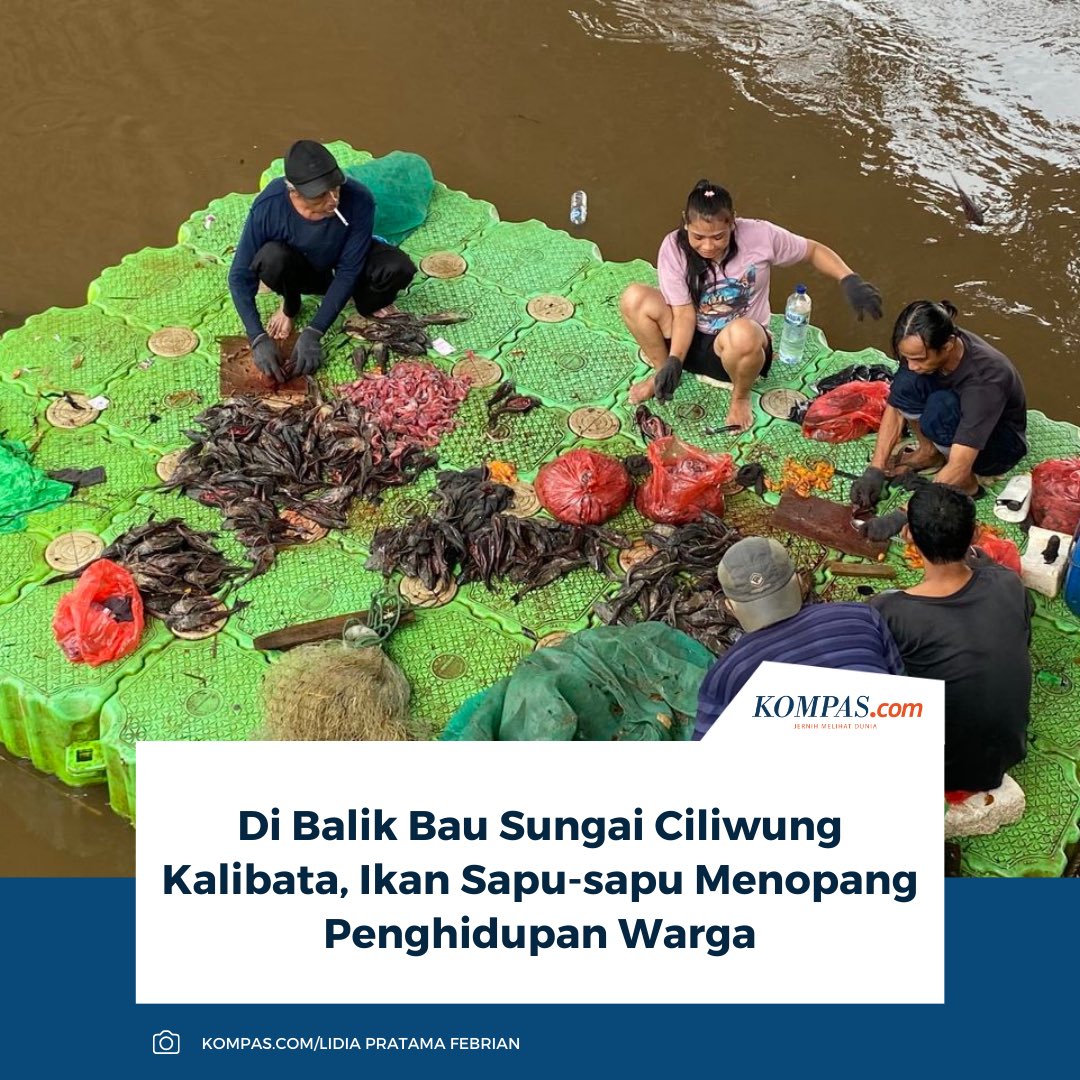 kompascom's tweet image. Di tepi Ciliwung, warga mengolah ikan sapu-sapu di rakit apung. Ikan yang kerap dicap hamaciliwungi menjadi sumber penghidupan.

Baca selengkapnya: megapolitan.kompas.com/read/2026/01/2…

_RKD #Ikan #SapuSapu #ciliwung