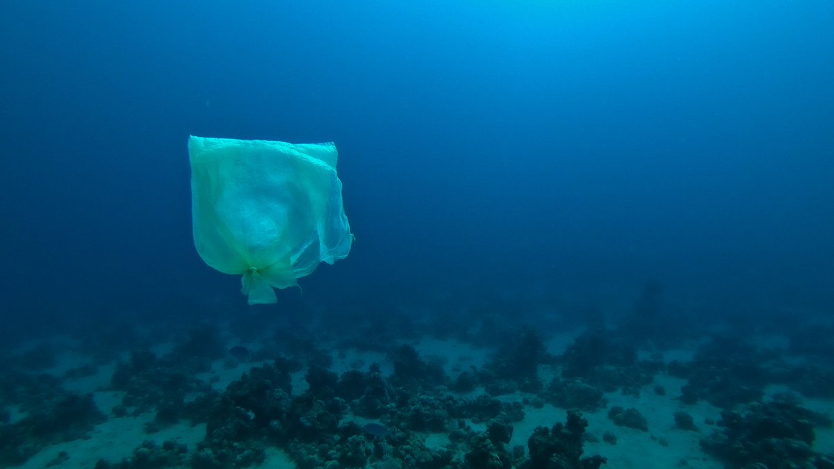 SEARCULAR_EU's tweet image. The 2019 Single-Use Plastics Directive aims to reduce waste &amp;amp; promote a #CircularEconomy in Europe by addressing the problem of #marinelitter. The Commission has  launched a public consultation to assess where further rules are needed to address the issue of single-use plastics.
