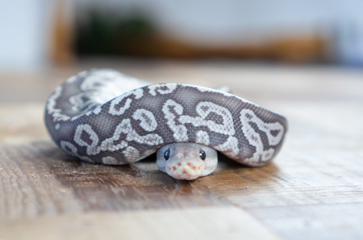 うわばみ】cocoro (@uwabami556) / Posts / X