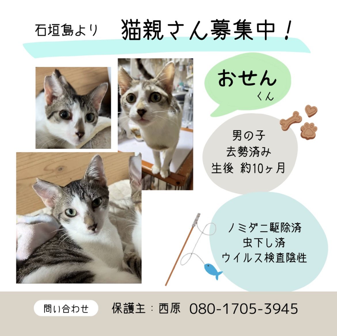 kat_ladybug_chi's tweet photo. #保護猫　#里親さん募集中 https://t.co/3x6zjqL2KC