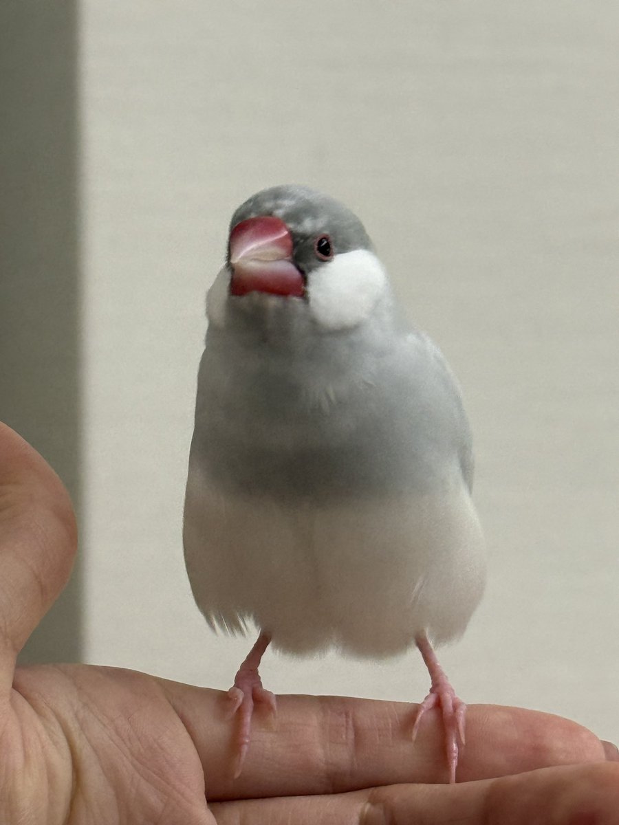 bunta_the_java's tweet photo. プリッ https://t.co/qs0c12iJ3p
