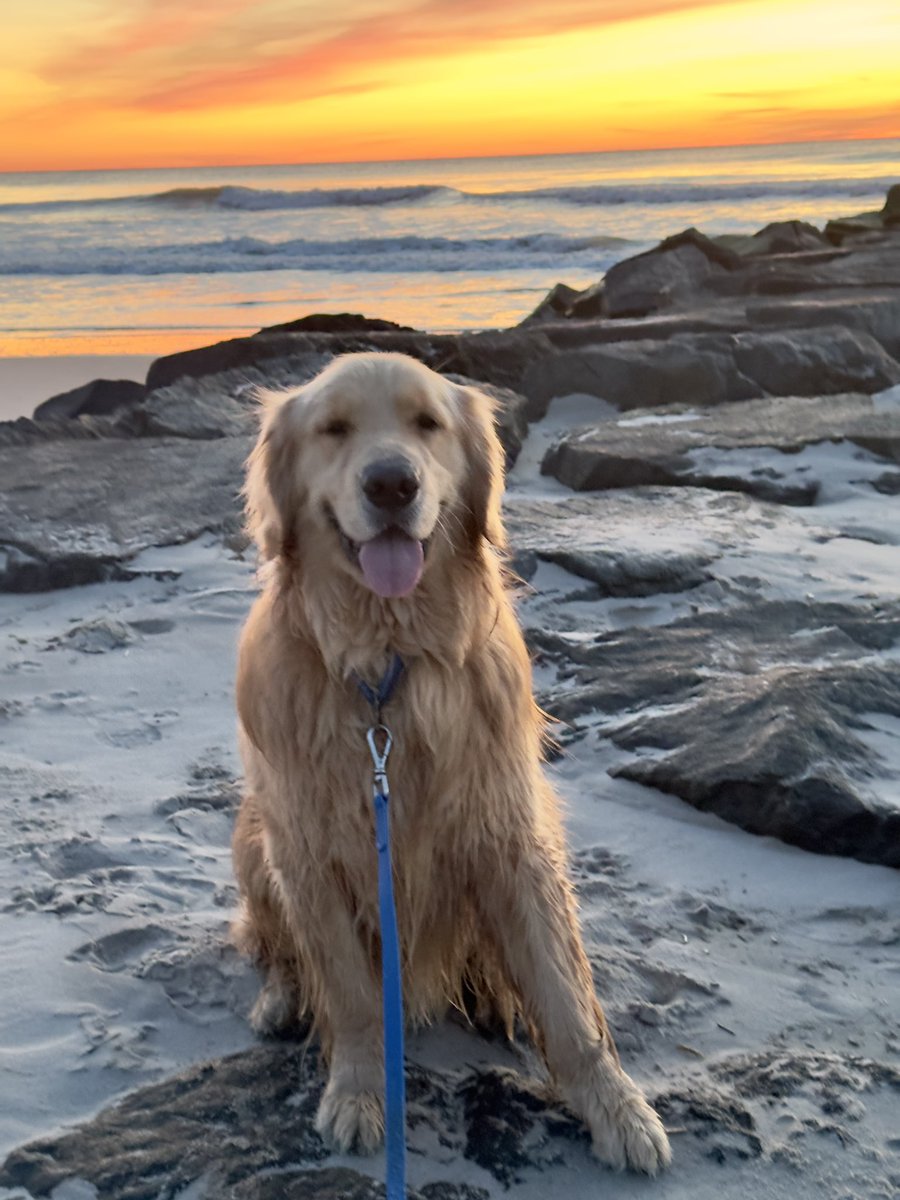 Logan & Shadow😇the Goldens tweet media