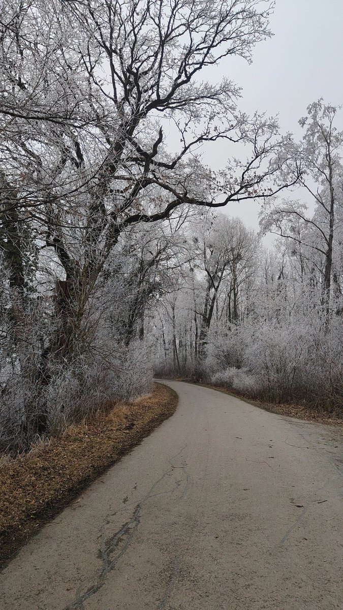 Everlong 🌻 tweet media