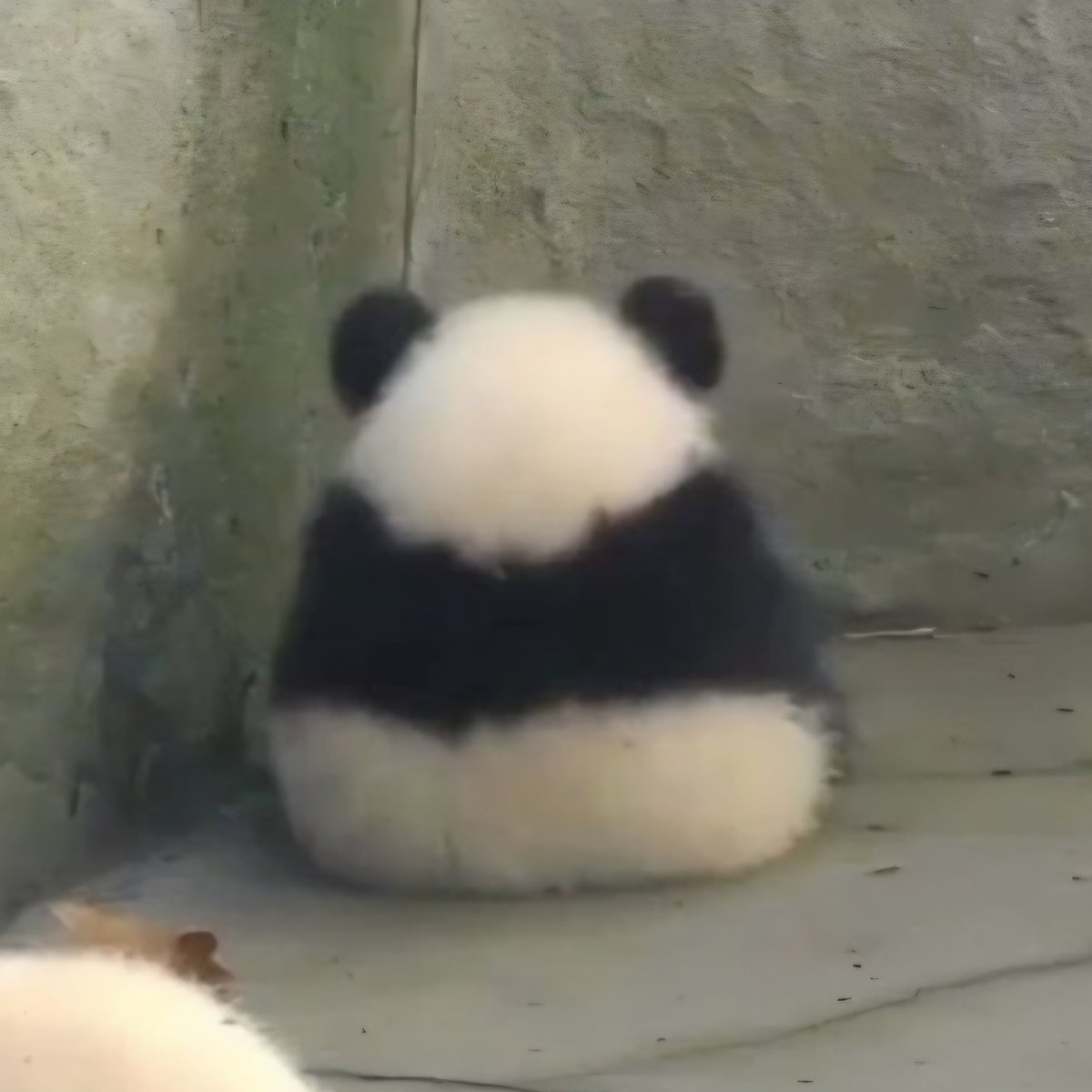 HUHu_c0's tweet image. 팡다 오니기리