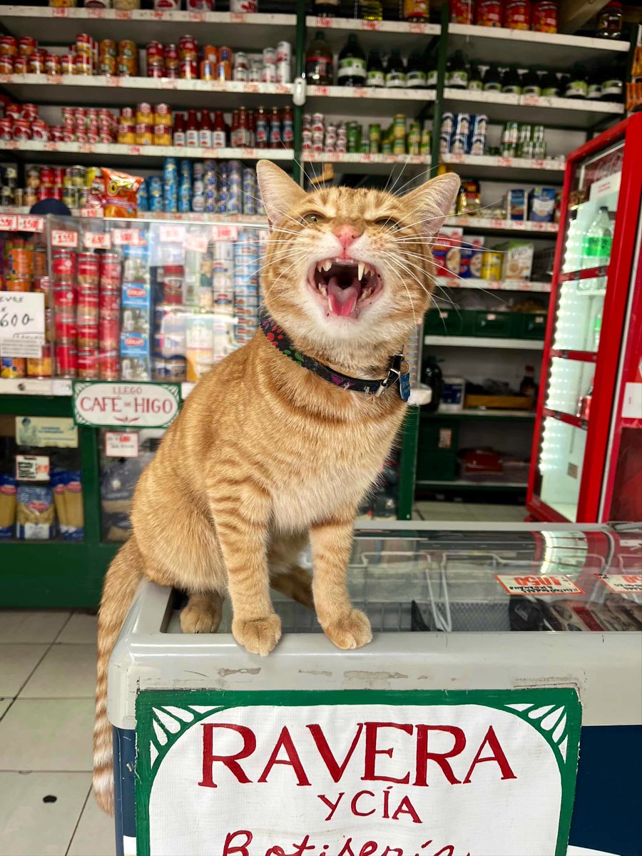 Bodega Cats (@bodegacats_) on Twitter photo 