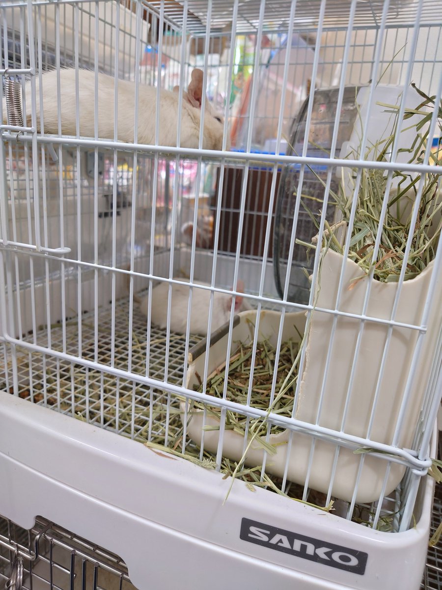 みんなスヤスヤでした。