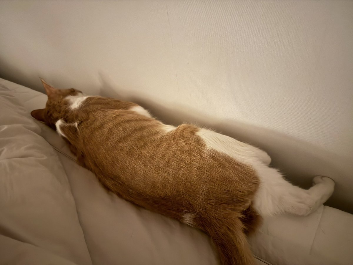 이불 속에서 자다가 
갑자기 벌떡 일어나서 나오더니 
벽에 붙어서 젤리 식히기 

진짜 사람아니냐 니