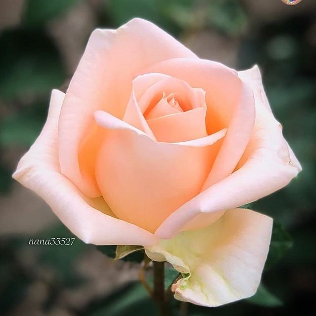 OTaronenko's tweet image. 