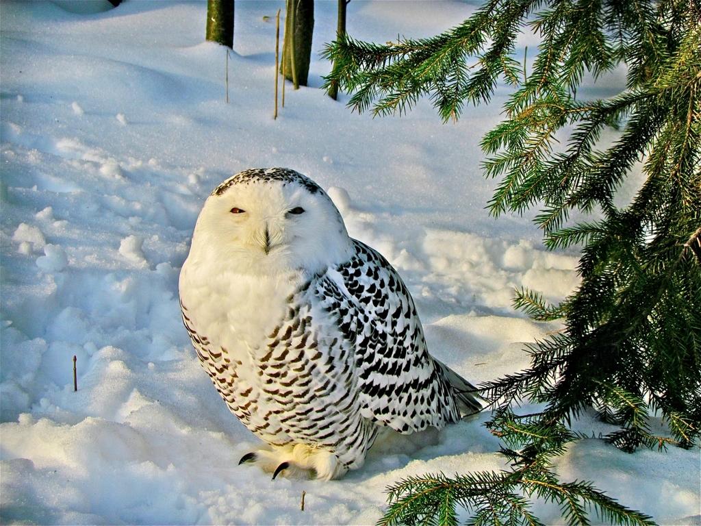 OTaronenko's tweet image. 