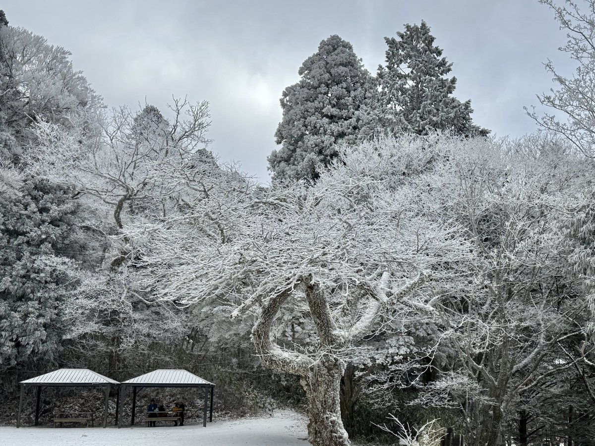 hmiya317's tweet photo. 【金剛山 登頂26回目】

大寒波が到来してるということで
雪を期待して金剛山へ行きましたが
思ったよりも積雪が少なくて
アイゼン無しで山頂まで登れたし笑

登山口駐車場までの道路も
今日はノーマルタイヤで大丈夫でした

山頂から見渡す霧氷の冬景色は綺麗❄️ https://t.co/io4AMGDW03