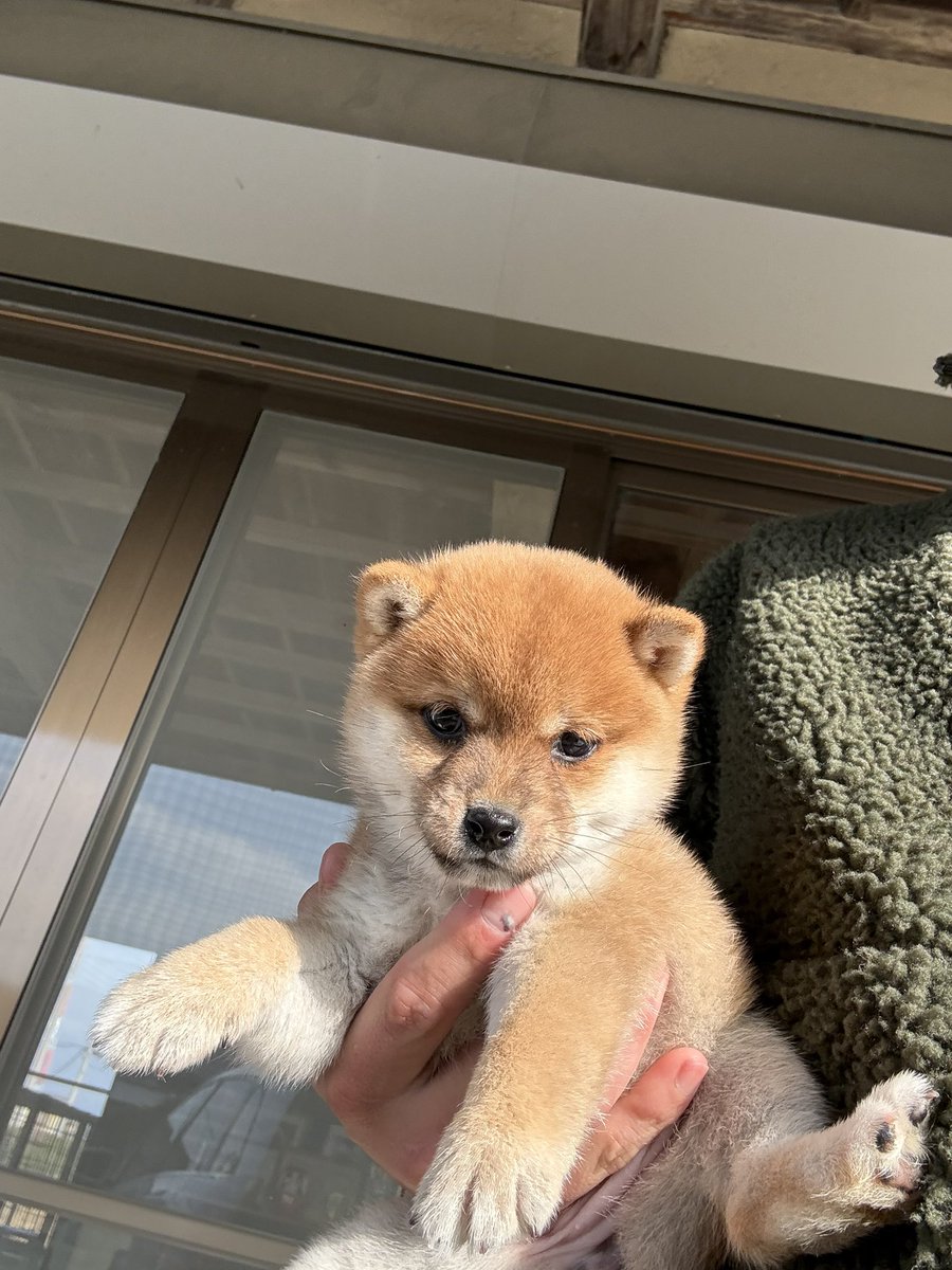 カワイイマメシーバ😍 秋田犬、柴犬・豆柴の子犬、飼い主様募集中です🐶ご連絡のうえ、ぜひ気軽に遊びにいらしてください🐾 #柴犬 #柴犬子犬 # 柴犬仔犬 #柴犬ブリーダー #豆柴 #豆柴ブリーダー #豆柴子犬 #飼い主様募集中 #飼い主募集 #日本犬 #茨城宿犬舎 #犬がいる幸せ ...