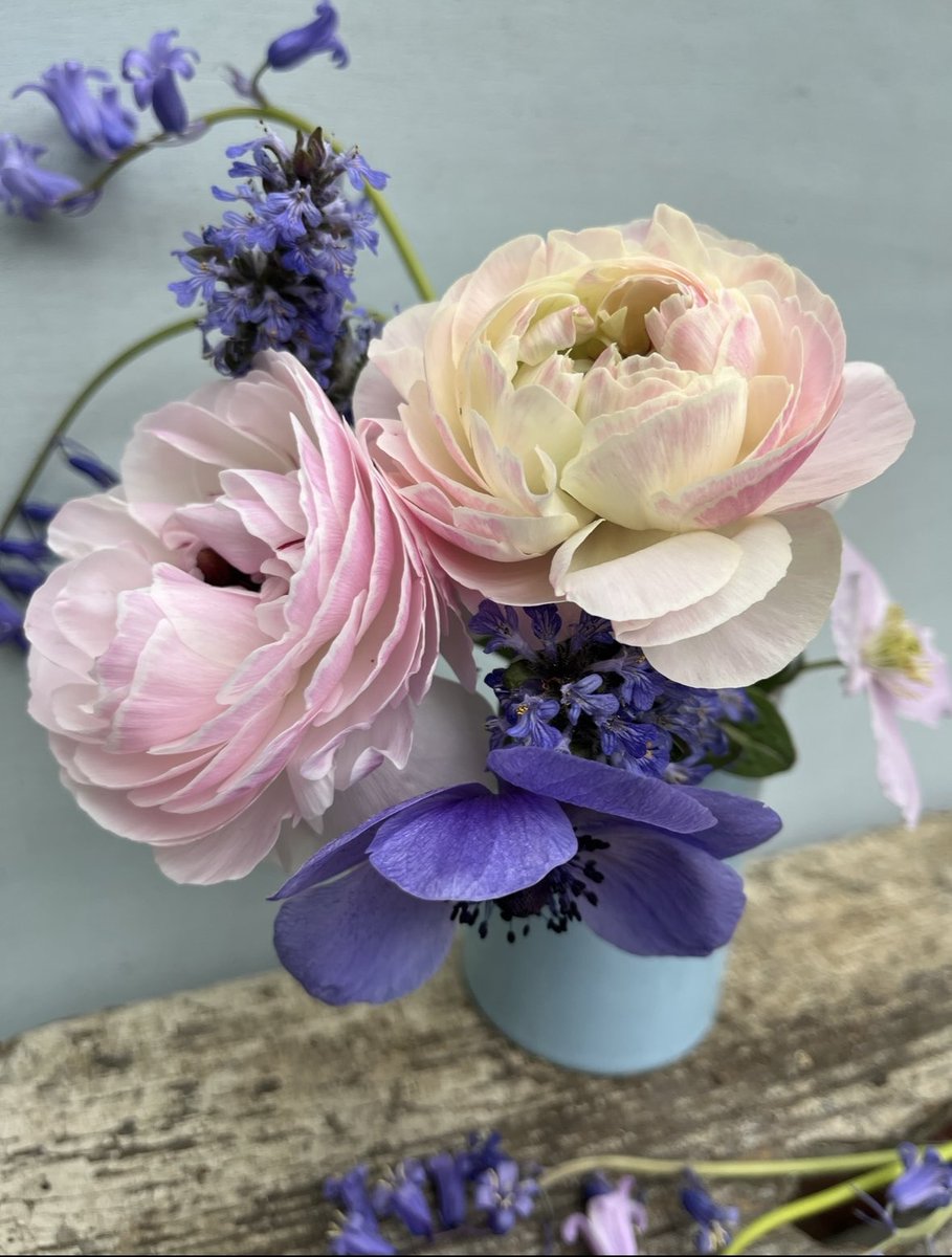The butterfly ranunculus are rather different to these ‘rose’ shaped ranunculus 🌱💐