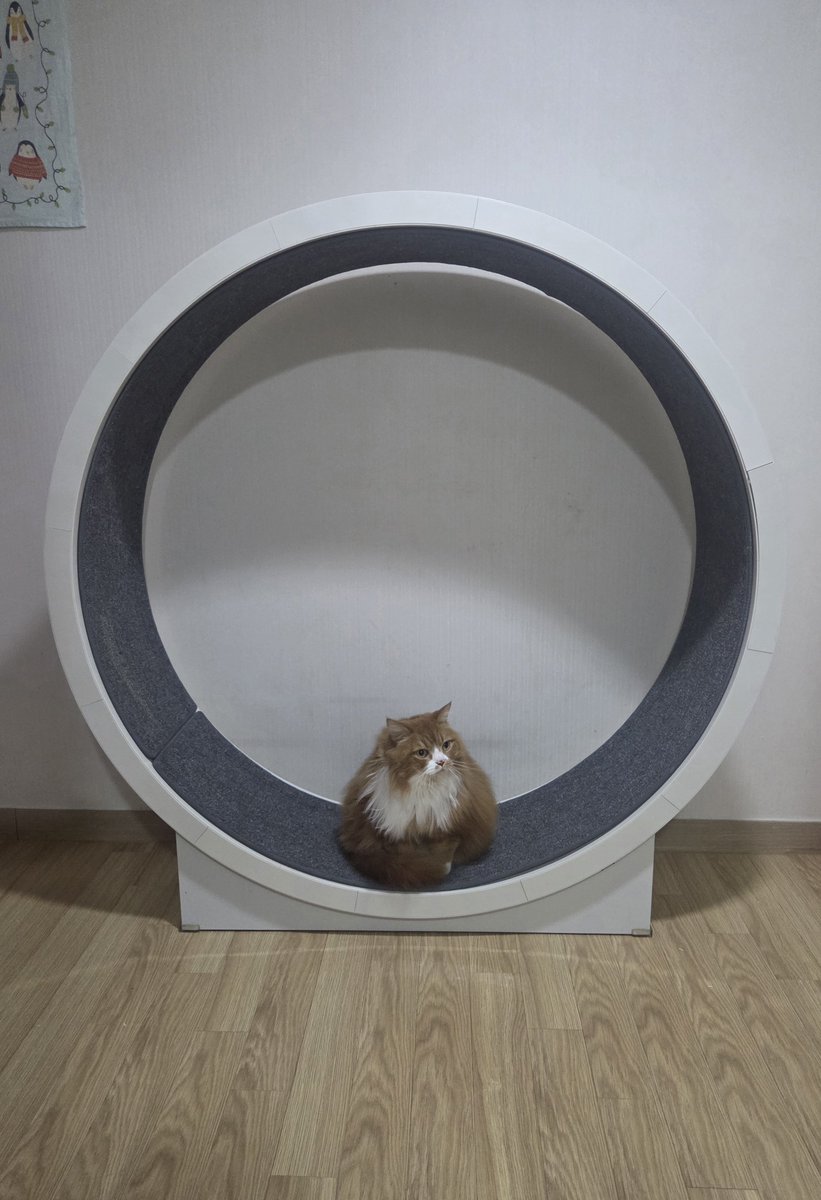 jibebonejuseyo's tweet image. 잠깐 나갔다 들어오는데 뭔가 신령하게 날 맞아줌