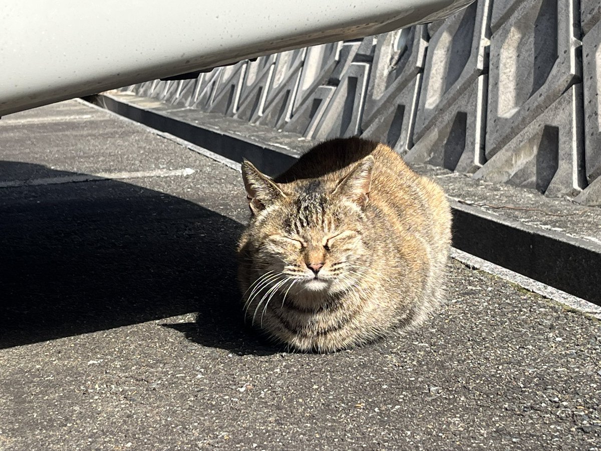 今日の猫さん🐈😪