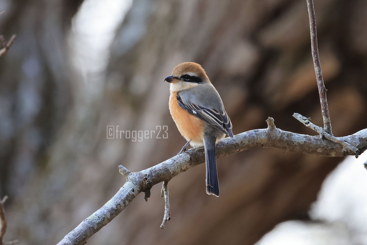 RF800mm F11での鳥撮影楽しすぎる！ 軽くて歩き回れるし、パワフル手振れ補正で三脚いらないし。白レンズの500mm売っちゃうか？(嘘。古すぎて値段つかなそうだし飛行機にはまだ使いたい)  でも歩き回る鳥撮影なら800 f11がよいなあ。あー欲しい。