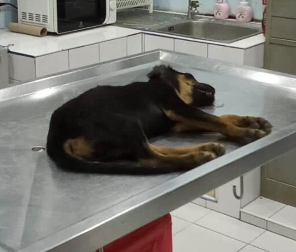 NiallHarbison's tweet image. 1st pic I was ever sent of Stomzy by his owner. He was told he had to put him asleep with brain damage. Could we help? 

Most recent pic I’ve been sent today from his new owners 3 months later after we fixed him. 

He’s a big lovely boy now. ❤️