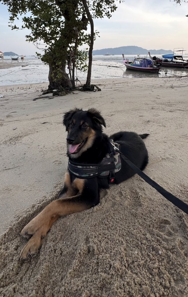 1st pic I was ever sent of Stomzy by his owner. He was told he had to put him asleep with brain damage. Could we help? 

Most recent pic I’ve been sent today from his new owners 3 months later after we fixed him. 

He’s a big lovely boy now. ❤️