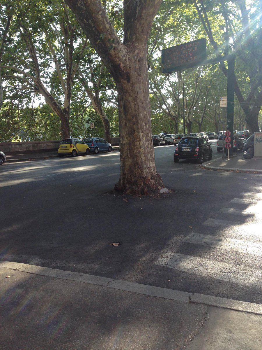 TheKentAcorn's tweet photo. If you get up really early there is a good chance to catch a tree returning from a night out way after their daylight curfew starts 🤨🌳 https://t.co/gr1hralLpq