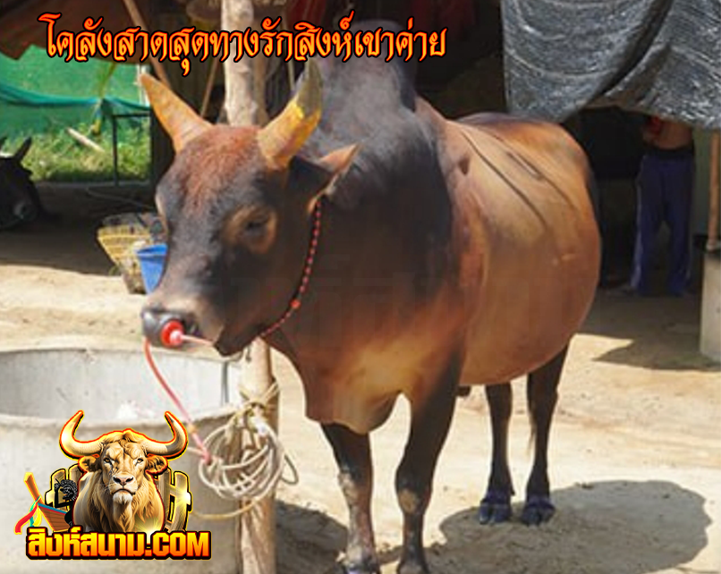 ✨วัวดี วัวเด็ด วัวมันส์✨
  
💥รับประกัน มันส์แน่นอนครับ💥

    💸เตรียมเครดิตให้พร้อม💸
             มั่นคง น่าเชื่อถือ 
                  การเงินดี 
     ⚡️โอนรวดเร็วทันใจ ⚡️

🔻เล่นวัวชน 🐄 lin.ee/VYhLiZqa

#ทนายแก้ว #ราคาทองวันนี้ #เด็กใต้  #AppStore #วัว