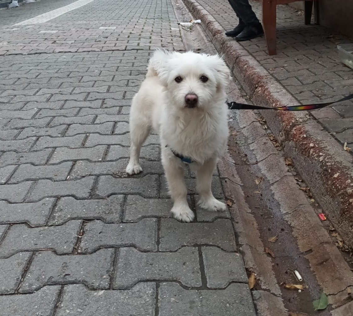 Bu yavrumuz Adana da sahibi yurt dışına gideceği için taksi durağına terk edip gitmiş. Lütfen paylaşalım arkadaşlar🙏 Adanaya yuvalandırılacaktır. 
<a href="/_ecedrm/">𝐄𝐂𝐞🐾ˢᵒᵏᵃᵏʰᵃʸᵛᵃⁿˡᵃʳıˢᵃʰⁱᵖˢⁱᶻᵈᵉğⁱˡᵈⁱʳ 🇹🇷</a> <a href="/ku_ayd/">UzayMekanİnsan</a> <a href="/busraceran00/">Büşra Ceran</a> <a href="/InciKasalkayan/">İnci 💖panter&dolin&lina</a> <a href="/waygroup2014/">SELÇUK B.BERBEROĞLU</a> 
<a href="/Dilaraerkmen_/">Dilara Erkmen</a> <a href="/SelenSaydag/">Selen Saydağ</a> <a href="/Badiko_/">Badiko</a> <a href="/erycina_/">Fatma 🐾🐾</a>