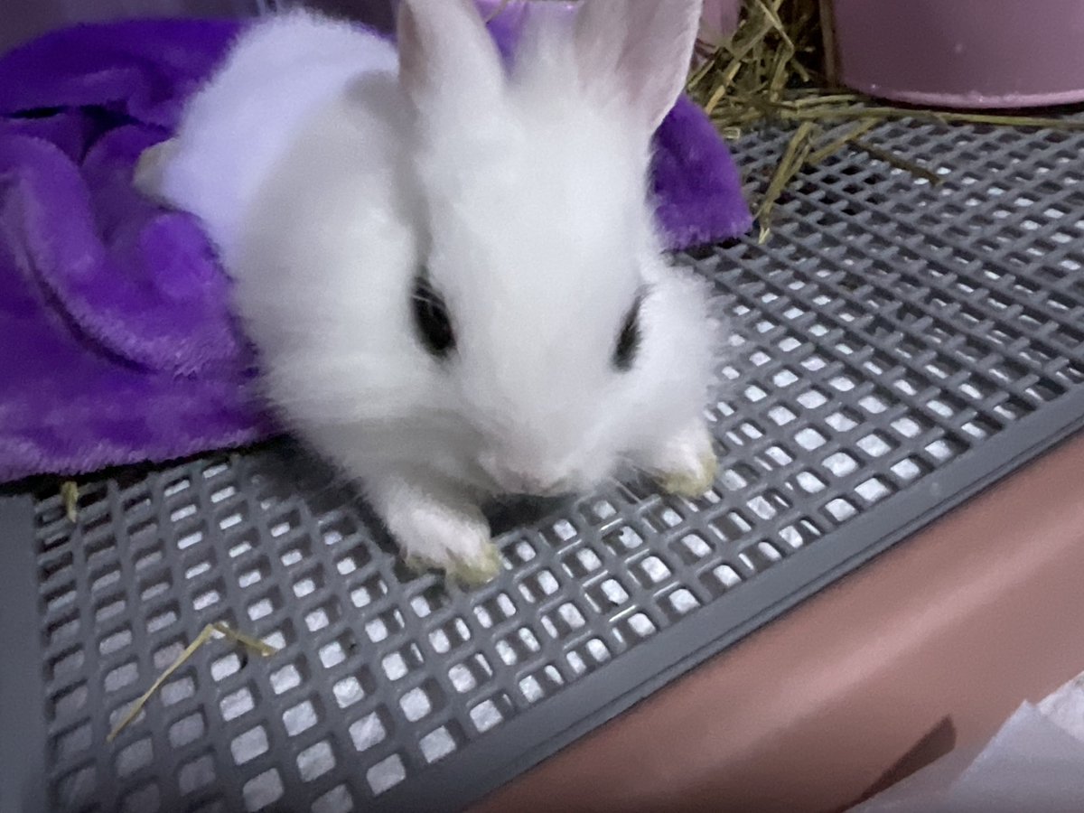 kimmukkibaby's tweet image. 생긴게 민들레씨라서 후후불면 날아갈 것 같애