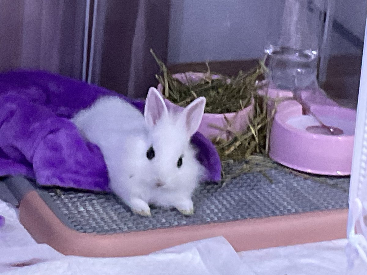 kimmukkibaby's tweet image. 생긴게 민들레씨라서 후후불면 날아갈 것 같애