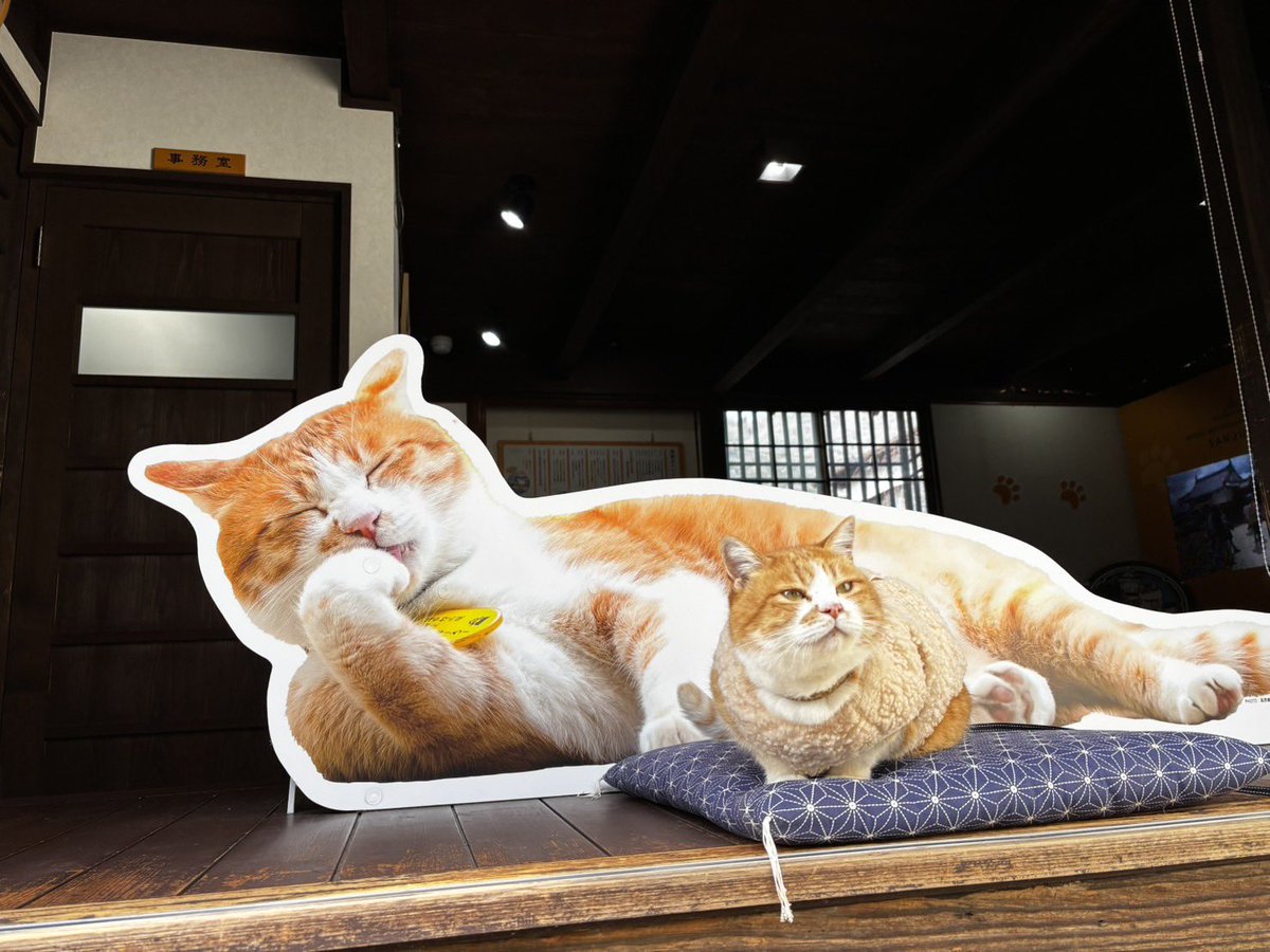 備中松山城 猫城主 さんじゅーろー (@sanju_ro_) / Posts / X