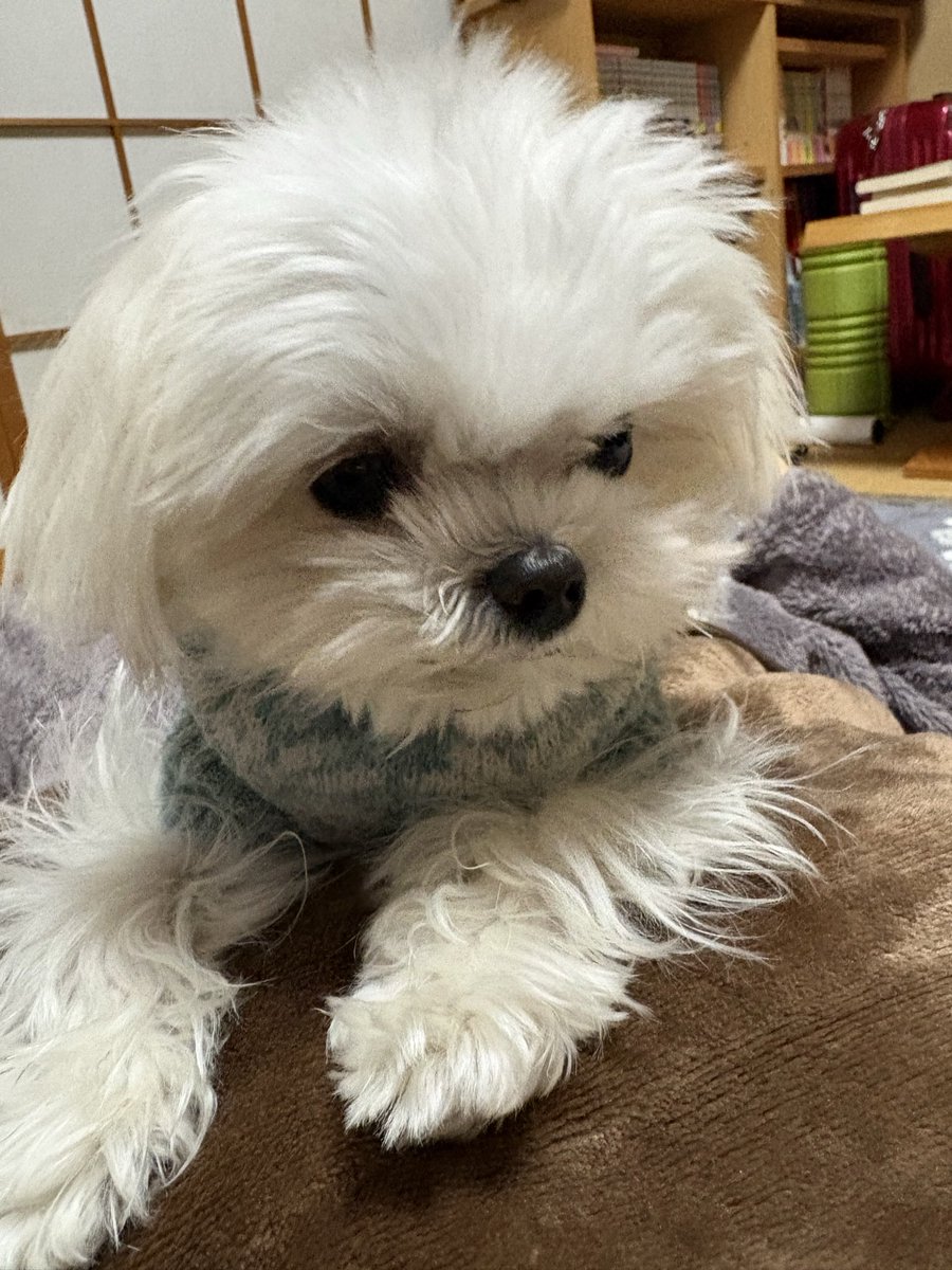 ましゅー🌸マルチーズ🌸 (@ej32_s) / Posts / X