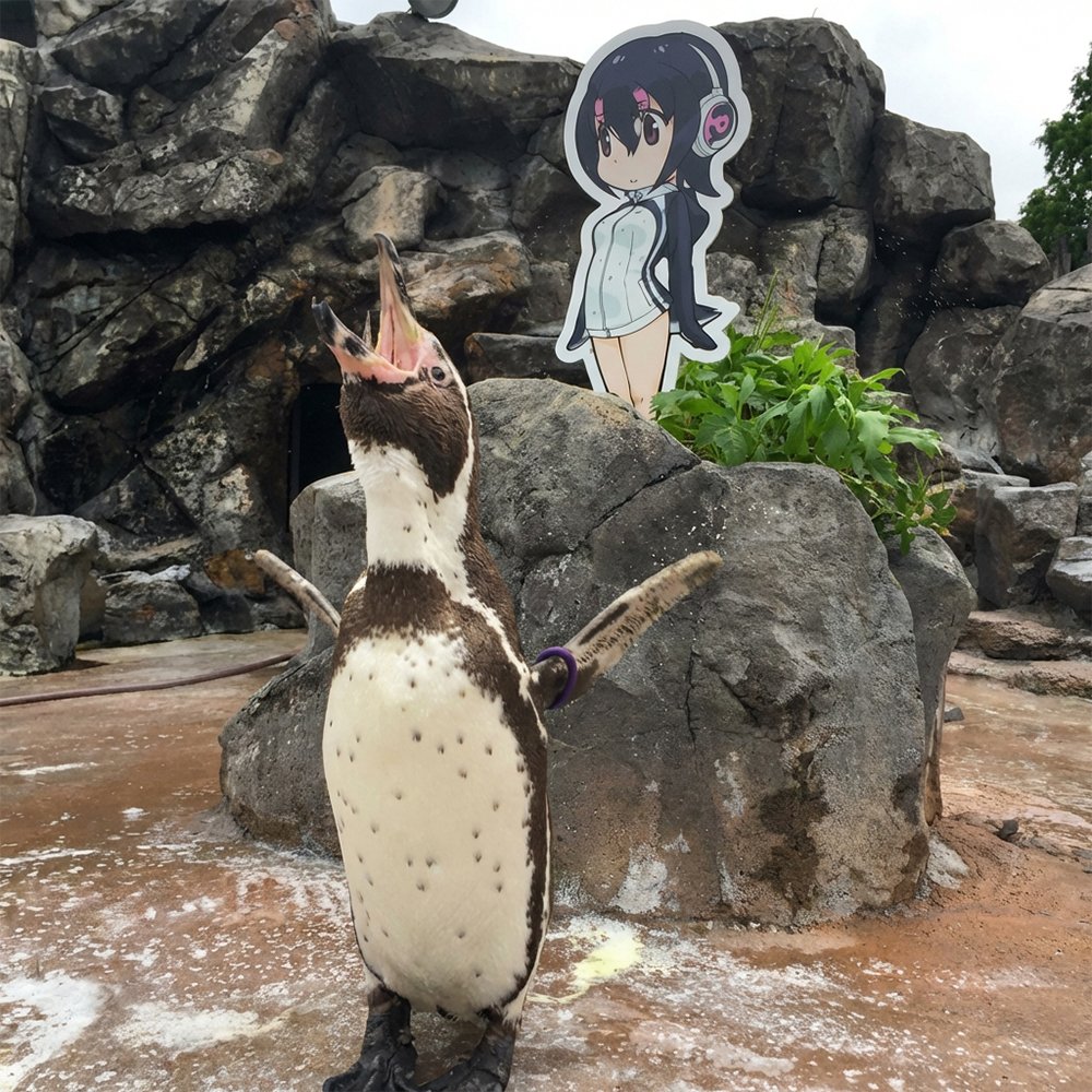 ibraquant's tweet image. Next best lore of any Penguin ever.

Grape is the Otaku Penguin.