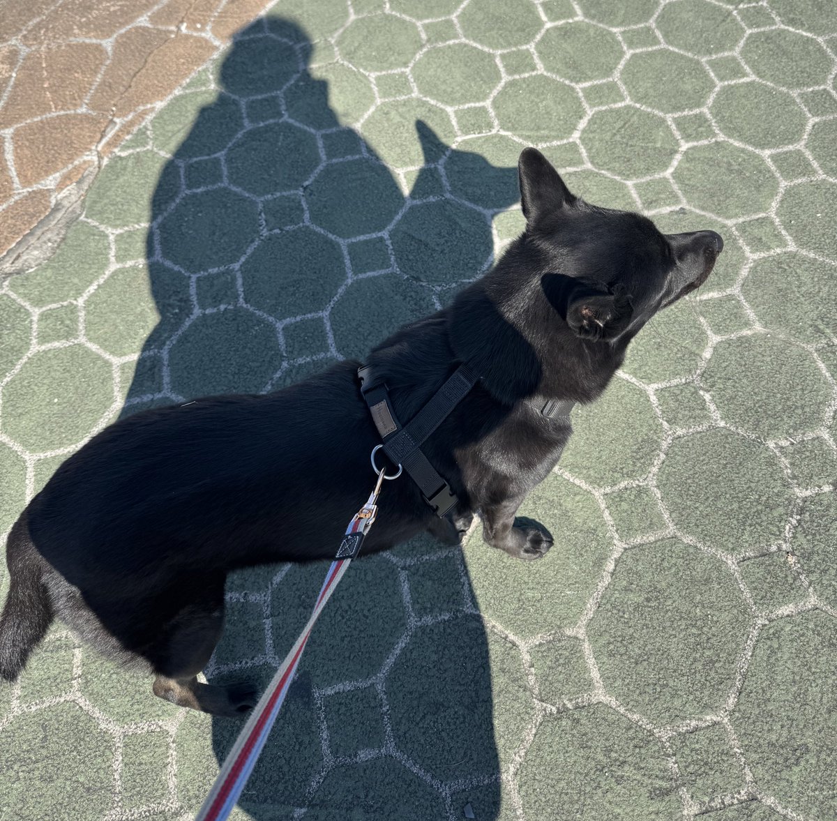 heaventomorrow's tweet image. 안녕하세요 갑자기 죄송합니다 엄마가 산책을 시키다가 흑당이가 하네스를 벗고 튀어나갔다고 해요 혹시 전주 서신동 근처에 사시는 분들 목격하셨으면 제보 부탁드립니다 겁이 많습니다 검은 진도믹스이고 18킬로 정도입니다 01052443455 입니다