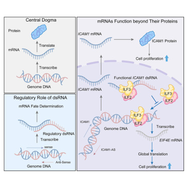 Molecular Cell tweet media