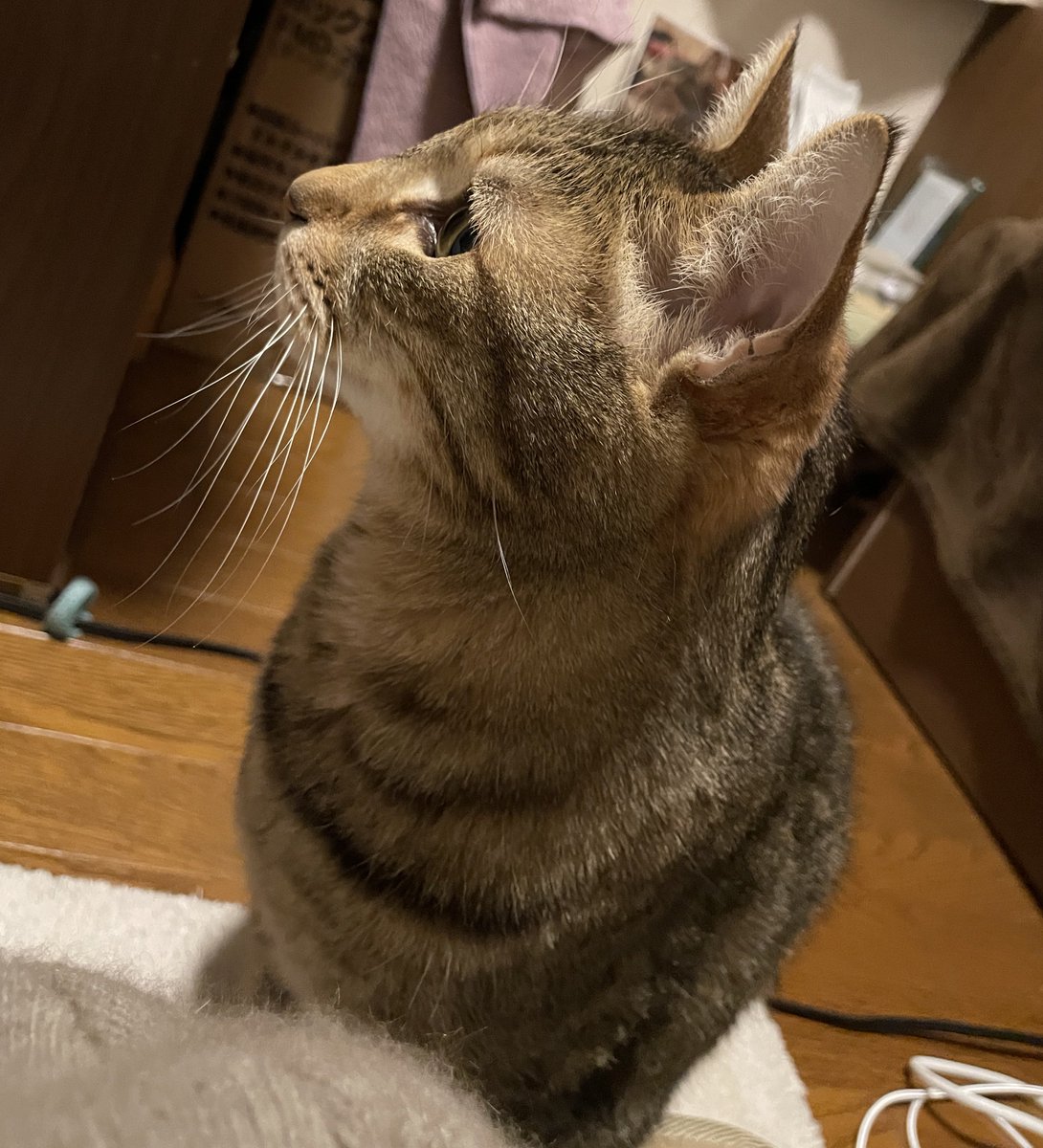 AdeXfe1nceH's tweet photo. 横顔かわいいきれい猫って本当神秘的 https://t.co/IFS9PAr3jS