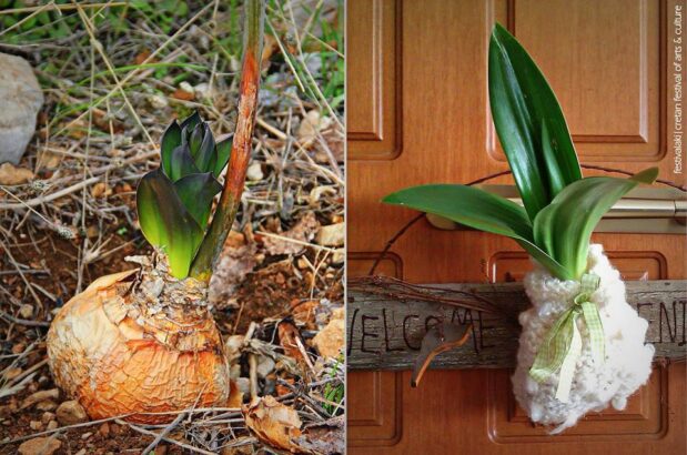 FrostieMoss's tweet image. Urginea, the lucky plant for the New Year and other Greek traditions
effrosyniwrites.com/2024/12/28/urg… #NewYear2026 #greeklife #Greek