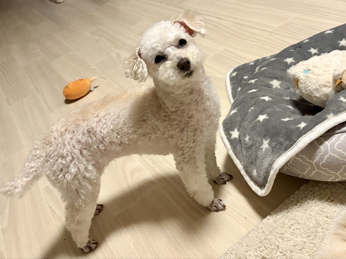 母上がお迎えに来て、今日はママの家だよーって言った途端に尻尾ダウン…
そして裏切りの目を向けられる私…
毎週同じルーティン数年目なので、そろそろ覚えてくださいな…