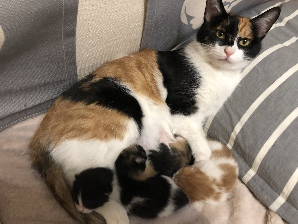 duanmeihua's tweet photo. cat 3 color  dipped for a few days.
Came back acting normal.
Whole time she was pregnant???
Dropped THREE kittens like a side quest.
Zero context. Absolute menace.”

#catsoftwitter #chaoscat #kittenseason #catlore #maincharacterenergy #fyp #internetcat https://t.co/twWbCOfDiK