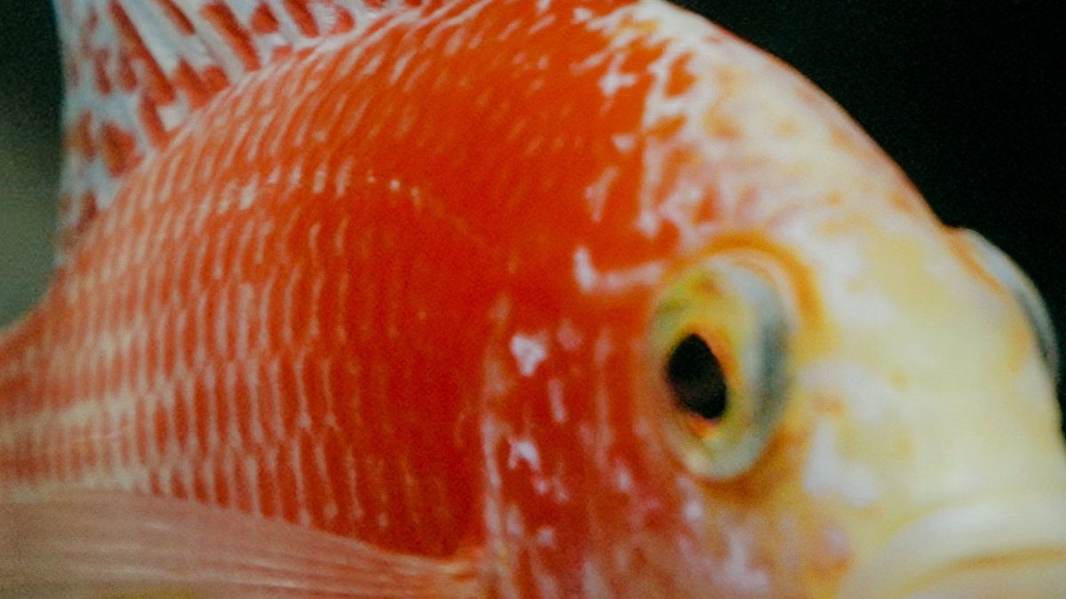 ミワカナコ tweet media