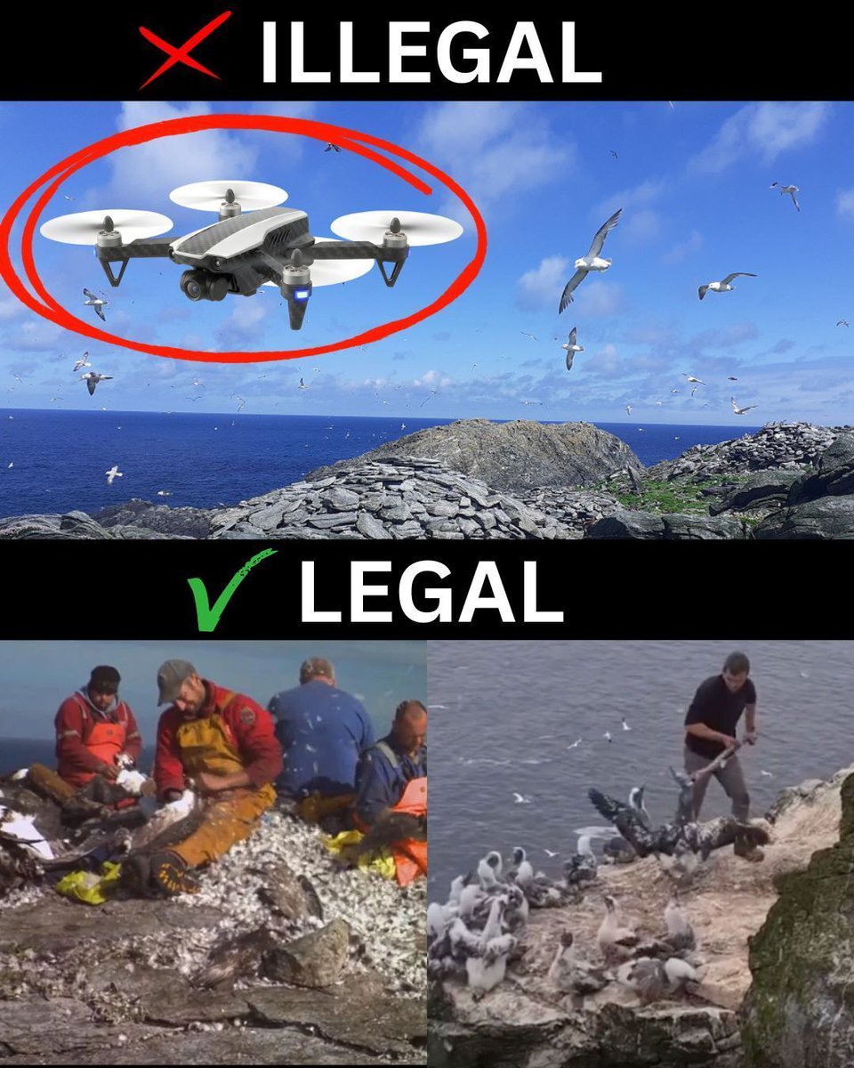 Protect the Wild tweet media