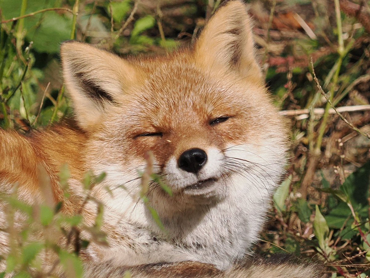 VulpesPerson's tweet image. 