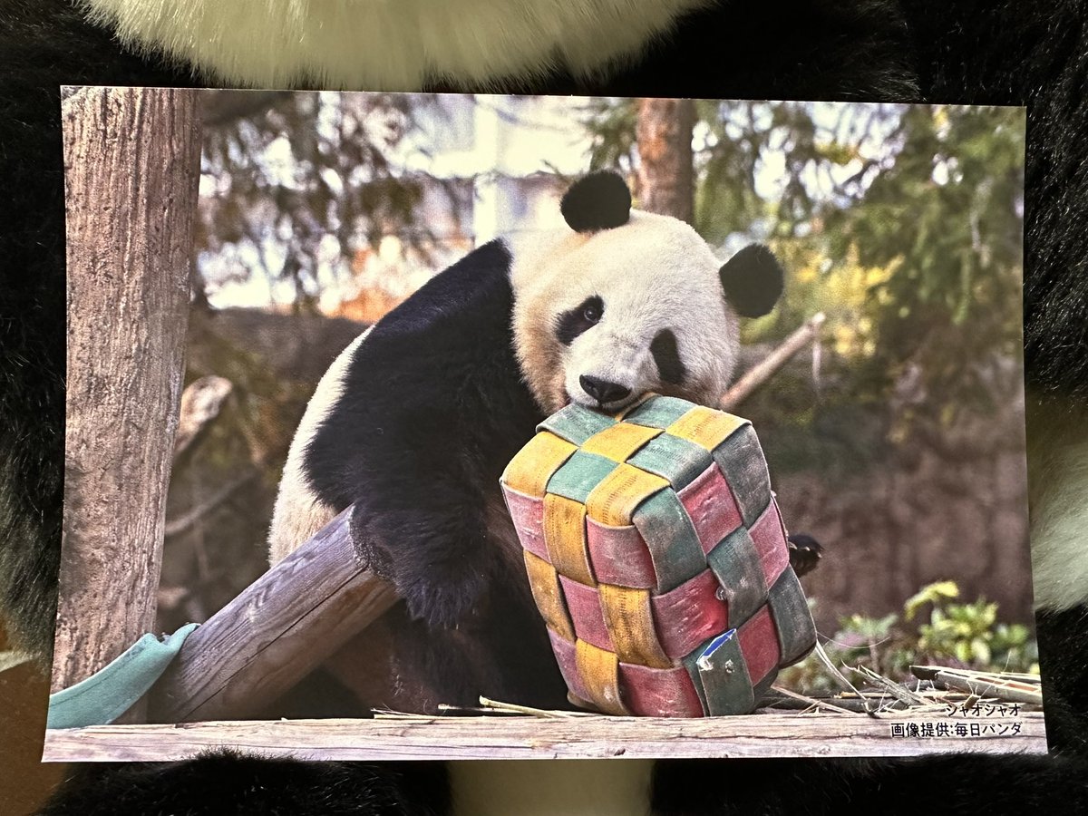 🐼レイちゃん♡とおそろでつ💚💛🩷

ノベルティのポスカはこちらでした😆
シャオくんのカラフルボックス見たことなかったので嬉しい〜ラッキ〜ハッピ〜♡