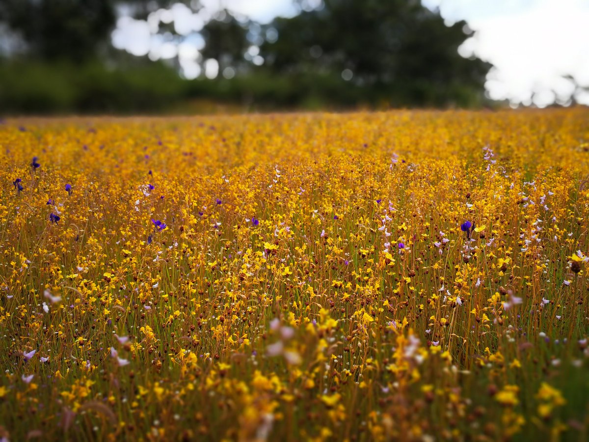 นึกถึงเหตุการณ์นี้ อิชั้นเอารูปที่ถ่ายจากทุ่งดอกไม้ที่อุทยานผาแต้มลงในโซเชียล แล้วมีคนไปตามรอย พอไปถึงแล้วไม่เห็นดอกไม้ ก็มาเมนท์ว่า ไปแล้ว ไม่เห็นมีอะไร ก็ใช่สิ เธอไปเดือนเมษายนนี่