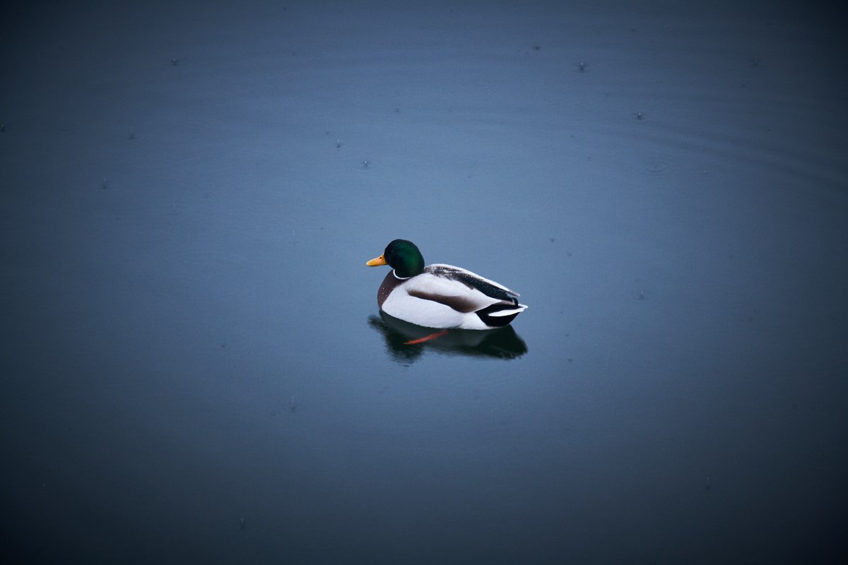 Cascable team member pick: “Mallards are such beautiful birds – spotted this one casually swimming around in the rain.”

#CascableApp #BirdOfTheDay #duck #mallard #bird #photography