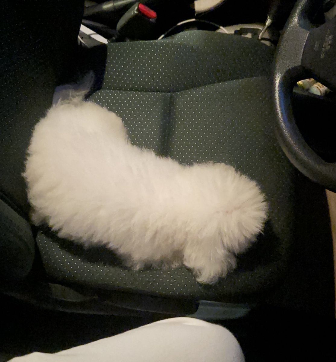 plainuaysaur's tweet image. นั่งทับหมาผิดไหม