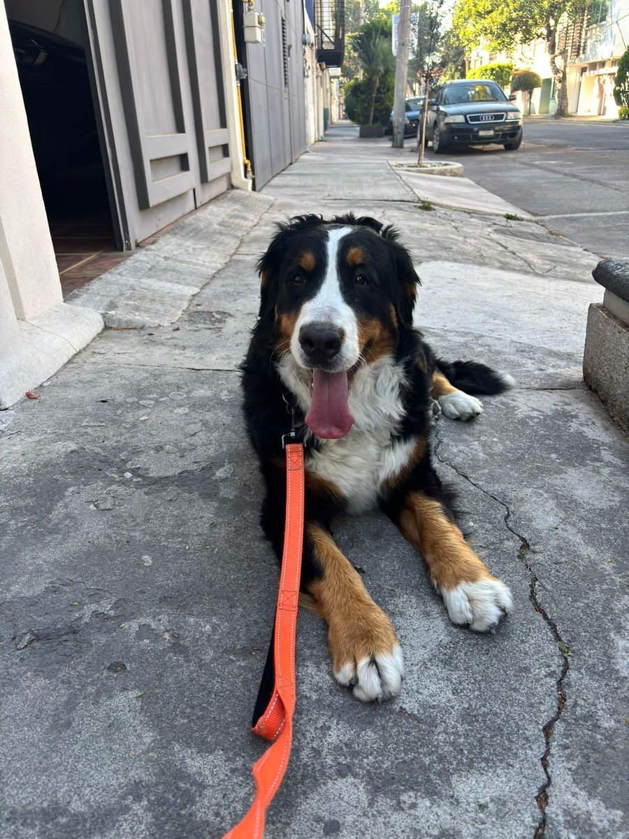🚨🚨🚨MASCOTA ENCONTRADA🚨🚨🚨
Acaban de encontrar a esta perrita perdido en División del Norte y Pilares.  Trae collar de entrenamiento pero no trae placa. Tiene la patita delantera lastimada.

Lo subieron a un grupo de <a href="/LetranValle/">Colonia Letrán Valle</a> <a href="/col_letranvalle/">Col_LetránValle</a> <a href="/En_laDelValle/">En la Del Valle</a> 

Nos aydan?