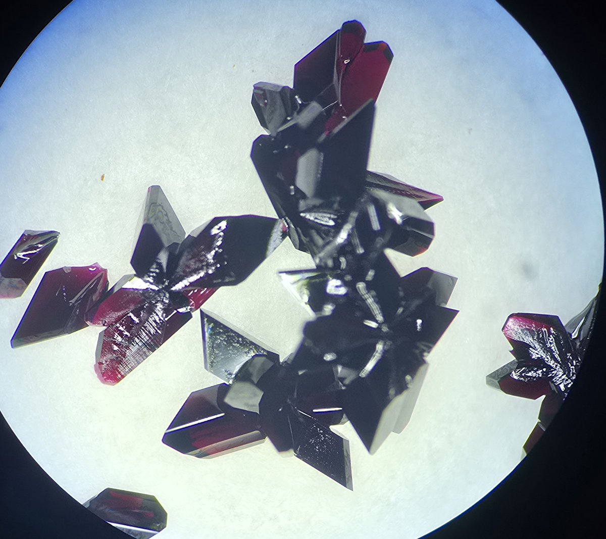 Xing-Zhe Guo tweet media