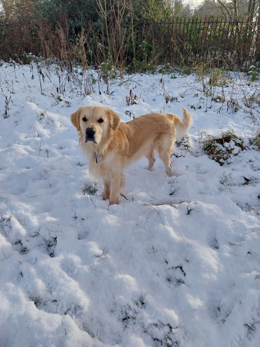 Oh my goodness, hello Samus!! Big up game devs with pets named after video game characters. Say hi, Bowser!