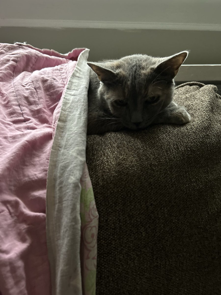 We could use good thoughts.   We found out this our little sweet cat is diabetic.  She started new food today and is scheduled to start receiving shots next week.