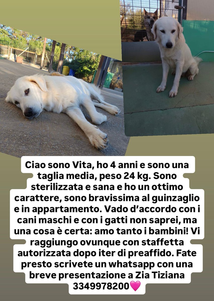 VITA DI NOME MA NN DI FATTO😭
QUALE VITA PUO' ESSSRE DIETRO
LE SBARRE? RPRPRP AIUTIAMOLA
X DARLE UNA VITA DEGNA DI ESSERE 
CHIAMATA COSÌ. GRAZIE
😭😭😭🙏🙏🙏🌺🍀🐾💔💔💔🐞