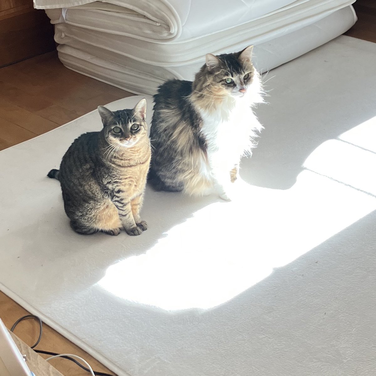 orinpy_'s tweet photo. 白いとこ踏んだら負け

#猫 https://t.co/Q8ye8QkDE8