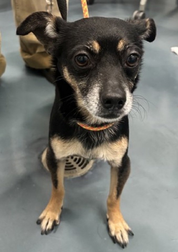 This is SMOKEY  #245568 6yo
Little guy is 12.4lbs of unconditional love!
So tiny in such a scary place, he is trying to b brave!
Precious little baby,loves to play,but does guard food,like all "littles!"
PLZ #ADOPT #FOSTER OR #PLEDGE FOR RESCUE #NYCACC 
nycacc.app/browse/245568